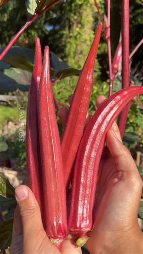 8 Unusual Vegetables and Mushrooms Grown in China 🇨🇳🌱🤯 | #bts