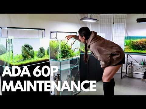 Maintaining Our ADA 60P Nature Aquarium