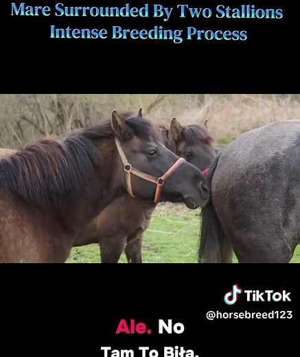 Mare Surrounded By Two Stallions: Intense Breeding Process