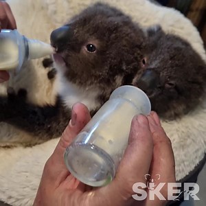 72K views · 13K reactions | To help with those Monday morning blues , here is some dual koala joey bottle feeding  to brighten your day  | Southern Koala and Echidna Rescue Ltd | Facebook