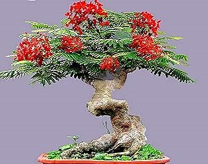 Bonsai Flamboyant Flame Tree Seeds to Grow | 20 Seeds | Delonix regia, Prized Flowering Tropical Bonsai Tree Seeds