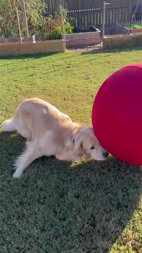 When we think about CollieBall — the Original Herding Ball for Dogs, the first thing that matters is giving pups mental and physical stimulation in the most fun and safe way. 🐾💛 Your dog’s happiness, health, and fulfillment come first. That’s why CollieBall is designed as a soft, bouncy herding ball — great not only for herding breeds, but for any dog that needs enrichment, movement, and purposeful play. Learn more 👉 https://www.collieball.com/collieball . . #collieball #herdingball #herdingd