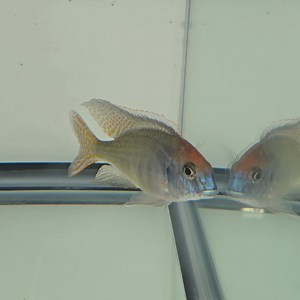 Lethrinops Red Cap Itungi from Aquahaus-Gaus heading out tomorrow. I have a breeder pack of these as well. | Beantown Aquatics