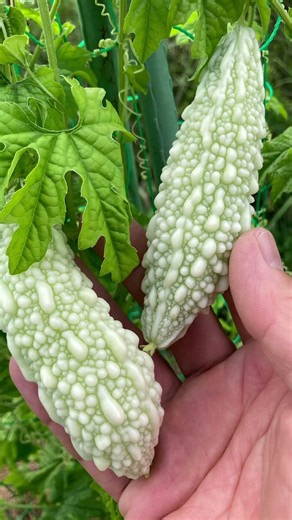 大きくなってきたゴーヤ。種から育ててきたゴーヤ達。ゴーヤ大好きなので今から食べるのが楽しみです☺️#ゴーヤ #家庭菜園 #畑仕事 #野菜作り