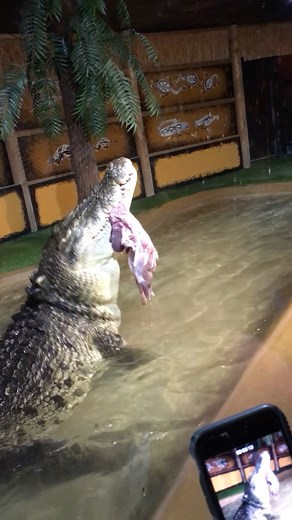 68K views · 872 reactions | Feeding Time for Maniac! | Reptile Gardens | Facebook