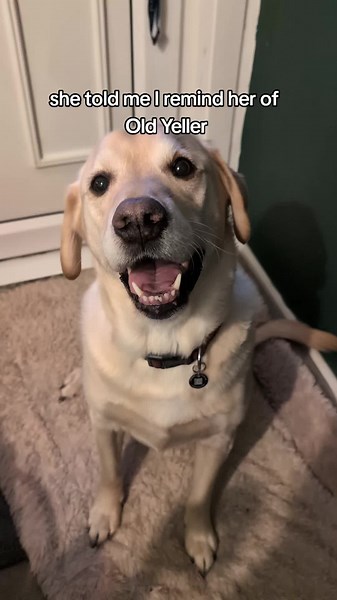 Old Yeller: A Tribute to Spike's Legacy