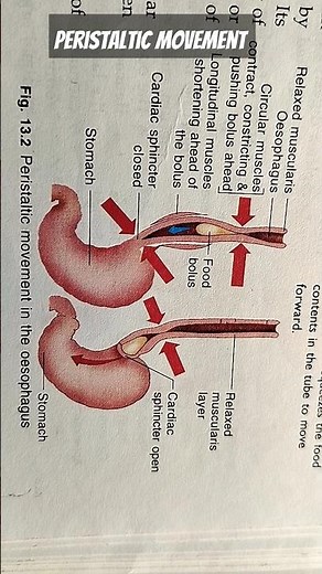 Peristaltic movement in the oesophagus#humanbiology#biology #digestivesystem #anatomy#pancreatology