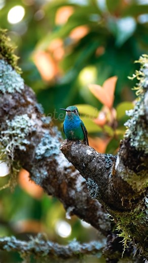 22K views · 2.2K reactions | Certain hummingbirds use tail feather vibrations to make sounds that attract mates. Algunos colibríes usan la vibración de sus plumas de la cola para producir sonidos que atraen pareja. #fblifestyle #EveTechTales | Evetechtales | Facebook