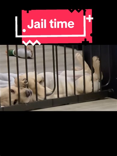 Labrador Puppy Sentenced for 'Land Shark' Crimes