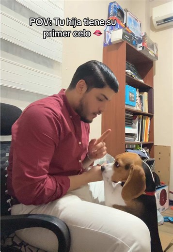 Días difíciles para un Beagle durante el primer celo