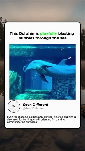 Dolphin blasting bubbles! #animals #nature