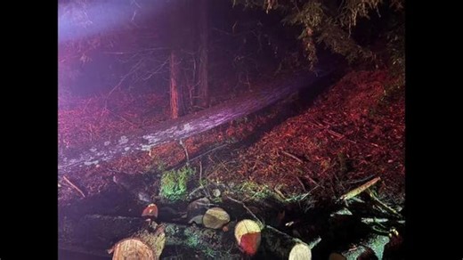 Tree Crushes Patrol Vehicle, Civilian Car as High Winds Hit Santa Cruz (PHOTOS)