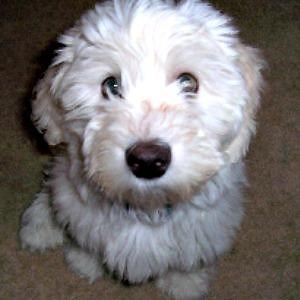 Dog Grooming Videos - How to Groom a Coton de Tulear