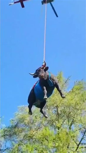 Injured Swiss cow rescued by helicopter