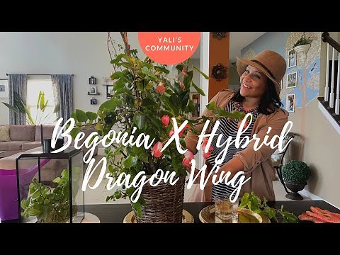 Begonia X Hybrid Dragon Wing Plant: How to Propagate, Prune It, Care Tips and Info About the Plant.