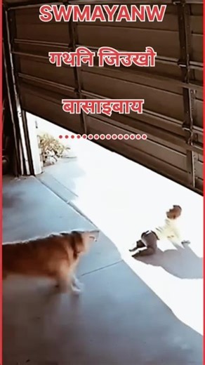 SwiMaYaNw gothoni jiukhw basaibay #bodo #boro #ytshorts #shortsfeed #videos #viral