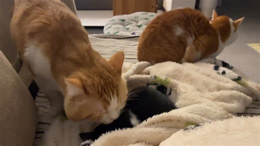 Cat gently cares for kitten on couch in Jiangsu, China