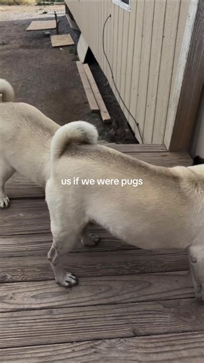 Adorable Tiny Pugs That Melt Your Heart