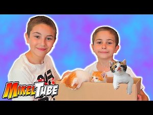 24h con los Gatitos de Bills