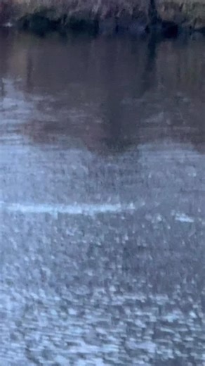 Cheeky little Otter in Albert Park today! #middlesbrough #otter | The Townhouse