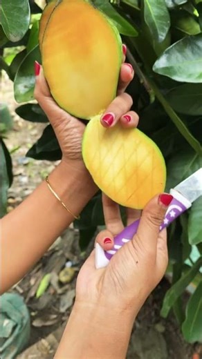 Mangga Manalagi #manggamanalagi