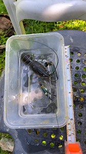 Breeding for perfection! Selecting our future breeders🦞🤩 Selective breeding is one of the keys to producing quality crayfish👌💚 #crayfishfarmingphilippines #arccrayfish #crayfishbreeder #crayfishfarming #AustralianRedClawCrayfish #backyardfarming | Felino Demeterio