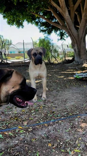 Darla and Tiny Two E listed Dogs out of California Shelters, super amazing both of them looking for new homes very dog friendly ￼ | AZ Mastiff Rescue