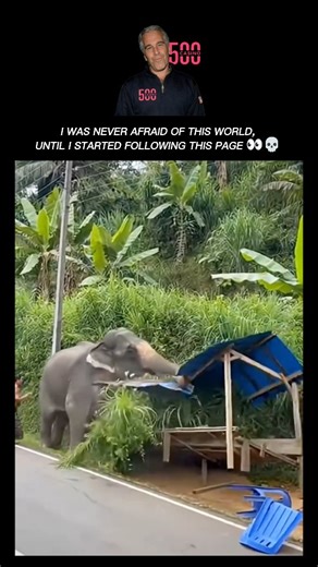 unseenwildlife on Instagram: "Elephants are the world's largest land animals, known for their remarkable intelligence, deep emotional complexity, and highly social nature. These "architects of the ecosystem" belong to the family Elephantidae, with three distinct species currently recognized: the African bush elephant, the African forest elephant, and the Asian elephant. Their most defining feature is the proboscis, or trunk, an incredibly versatile organ containing over 40,000 muscles that allow