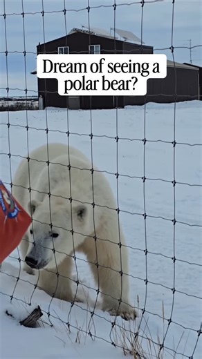 Churchill Wild | Polar Bear Walking Safaris on Instagram: "Dream of seeing polar bears in the wild? Get front row seats from our remote Arctic luxury ecolodges in Manitoba, Canada as they travel along “polar bear highway”. #ChurchillWild"