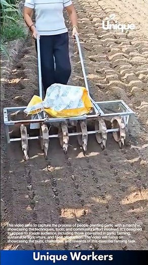 Planting garlic with a machine: people planting garlic with a machine