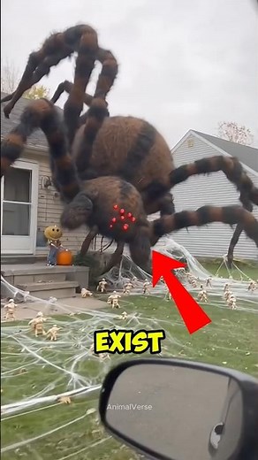 Top 4 Largest Insects Bigger Than Your Hand!😱 #giantinsects #insects #wildlife