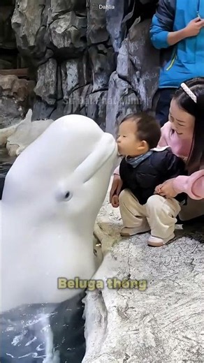 The Cutest Whale in the Ocean 🐋 #short #facts #animals