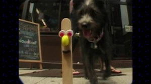1.2K views · 81 reactions | Today, let's remember our Nick in the Afternoon host, Stick Stickly! ❤️蘭 Happy #Saturday morning/afternoon everyone! *(Stick Stickly 1st Appearance: June 1995)* | 90's TV Lounge | Facebook