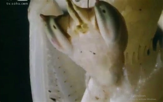 昆虫帝国 英语原声alien empire 1