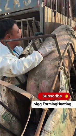 I Safely Loaded a Pig onto a Truck in JUST 10 Minutes