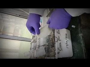 Subcutaneous injection in experimental Rats 🐁