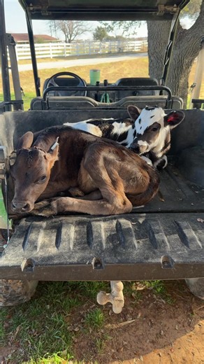 Baby Calf Name Ideas: Cute & Unique Names for Your New Calves