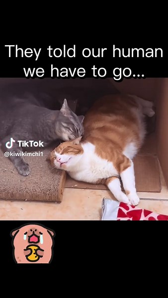 Cats Face Eviction: A Plea for Help