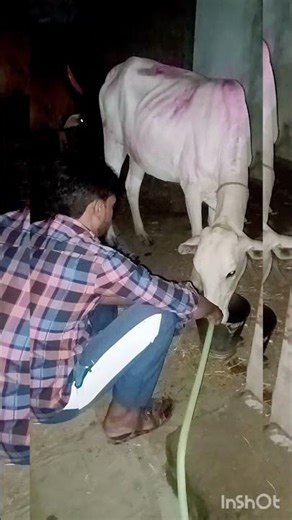 Nohembar 2024 Hambrun vasrale chatati Java gay #song