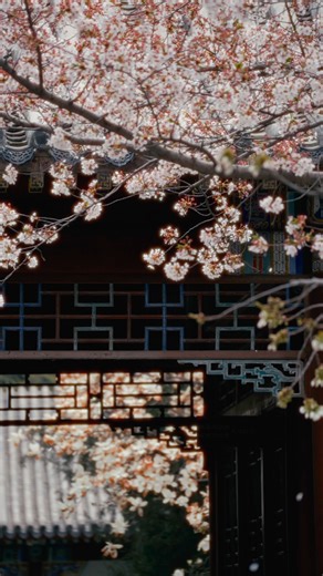 🌸 Step 1: Wake up to Tsinghua’s dreamy #spring vibes. 🌿 Step 2: Stroll through #flower paths like a wandering poet. 🎬 Step 3: Wait… are we in a #ChineseHistoricalDrama? #DiscoverTsinghua | Tsinghua University