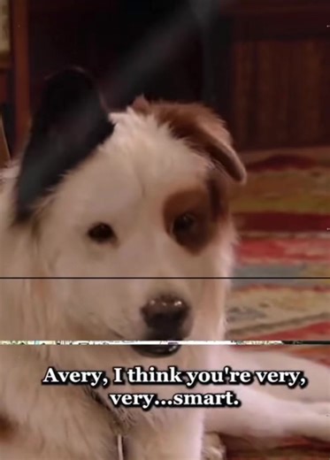 Dog with a Blog: School Life Comedy Insights