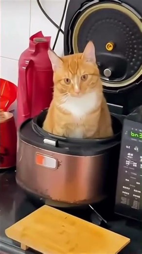 🐱 Cats Falling and Fumbling | Funniest Clumsy Cats Compilation | Hilarious Moments