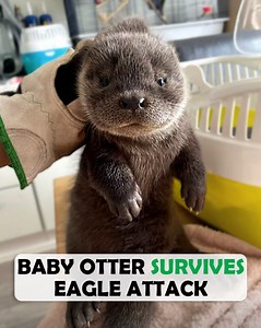 Who could think that an otter is so full of personality? Otis was rescued from the sea. He was just a little baby, stolen by an eagle. But Pernilla gave him the best childhood possible, and now Otis is ready to return to the wild 🥹 #rescueanimals #otter #cuddlebuddies | Cuddle Buddies