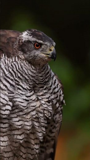 Goshawk screaming, sound of a goshawk #birding #goshawk #birdofprey