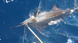 Our EPIC blue marlin trip to Costa Rica. Simply Amazing!! Huge Thank you to my good friend David Finkelstein. | Connley Fishing