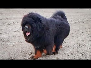 Tibetan Mastiff Dog | +919417730301