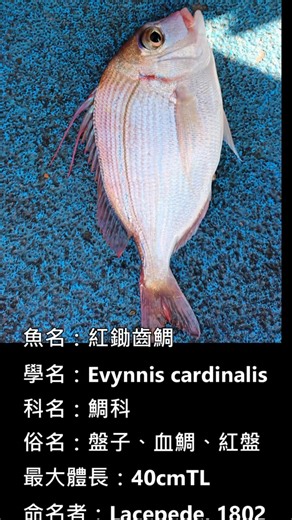 盤子 #紅鋤齒鯛 #fishing #釣り #मछलीपकड़ने #釣魚生活 #fishingishappy