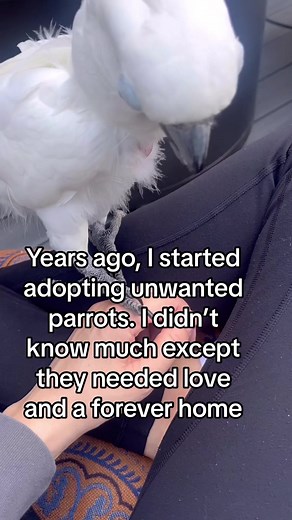 Adopting parrots changed my life in every single way. I had no idea how many people buy a parrot because it looks fun and then discard them when the noise and work becomes too much. Please think and research before impulse buying an animal. To you, they are in your world and life. To them, you are their world and life 🥹 #parrot #parrotsoftiktok #cockatoo #africangrey #conure #animalrights #rescue #kindness #mypassionchallenge #fyp #foryoupage