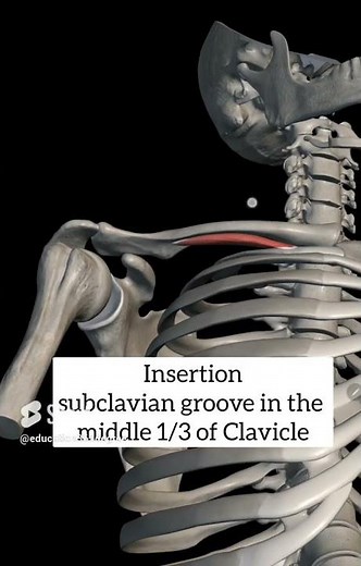 subclavius muscle anatomy