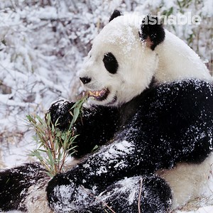 81K views · 364 reactions | The evolutionary reason for panda's fur color isn't so black and white. | Mashable | Facebook